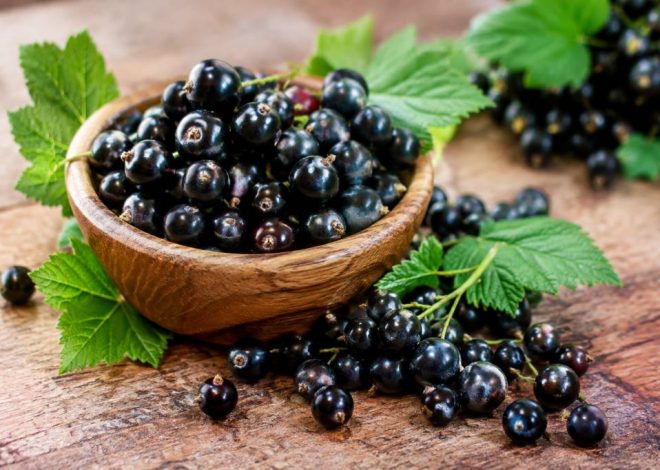 Blackcurrant : les bienfaits de cet actif naturel pour la peau et les cheveux